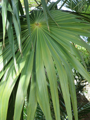 Thrinax radiata (Florida-Dreizackpalme) in En Gedi, Israel