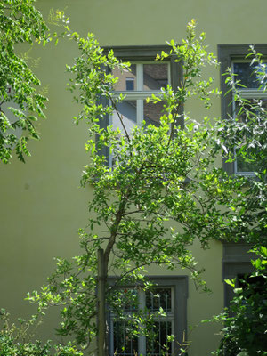 Quercus suber (Korkeiche) in Schaffhausen, Juni 2015