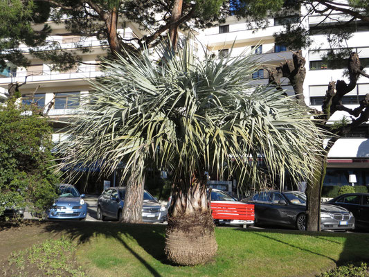 Brahea armata (Blaue Hesperidenpalme) in Muralto bei Locarno im Tessin (CH)