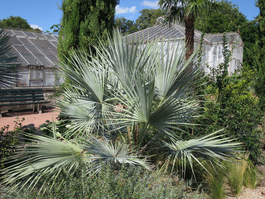 Brahea armata im Botanischen Garten Lyon (Frankreich)