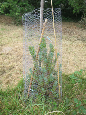 Pinus pinea (Mittelmeerpinie)