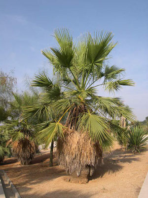 Washingtonia filigera, neuer botanischer Garten, Barcelona, Spanien