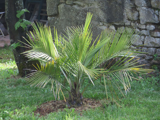 Jubaea chilensis Mai 2015