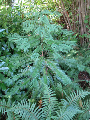 Wollemia nobilis im Garten in Schaffhausen im September 2016