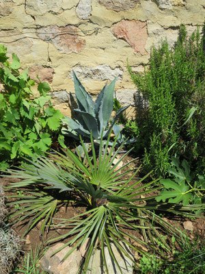 Trachycarpus nanus und Agave americana