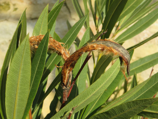 Nerium oleander (Villa Romaine) mit Samenschoten