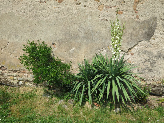 Poncirus trifoliata 'Flying Dragon', Yucca recurvifolia in Blüte