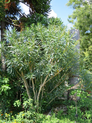 Nerium oldeander (Oleander) im Botanischen Garten von Lyon