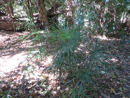 Jungpflanzen von Livistona benthamii bei Ubirr