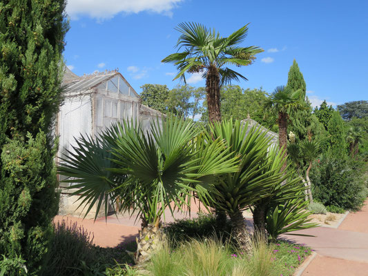 Sabal palmetto (Palmetto-Palme) im Botanischen Garten von Lyon