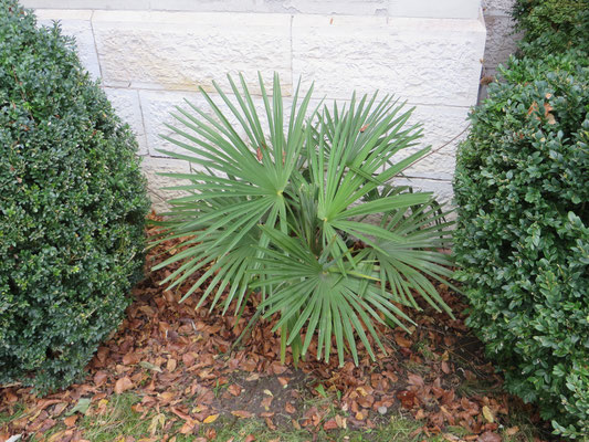 Trachycarpus fortunei in Schaffhausen, Januar 2015