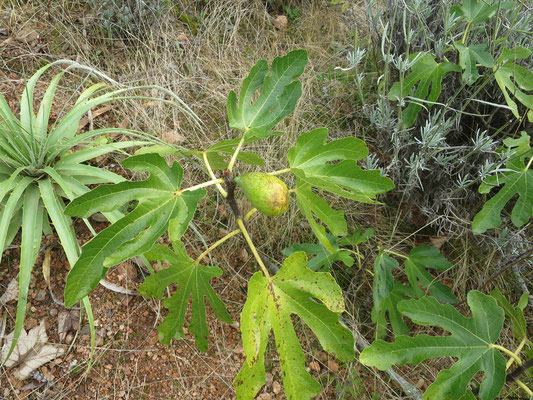 Ficus carica 'Dalmatie'