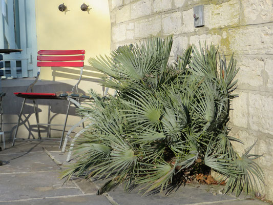 Chamaerops humilis var. cerifera im Dezember 2013