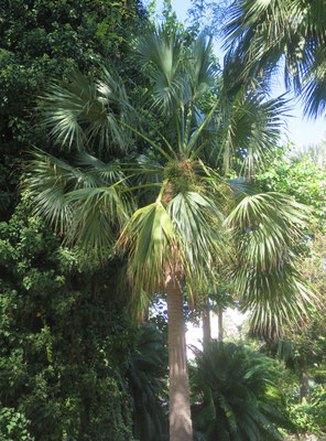 Sabal palmetto im Botanischen Garten von Valencia