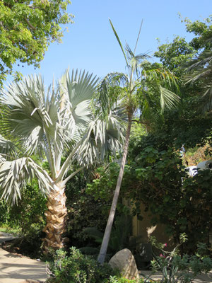 Bismarckia nobilis (Bismarck-Palme) in En Gedi, Israel