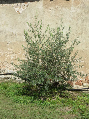 Olea europaea (Olivenbaum)