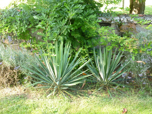 Yucca filamentosa (Fädige Palmlilie), August 2013