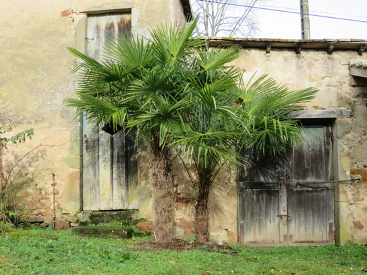 Trachycarpus fortunei, Chinesische Hanfpalme