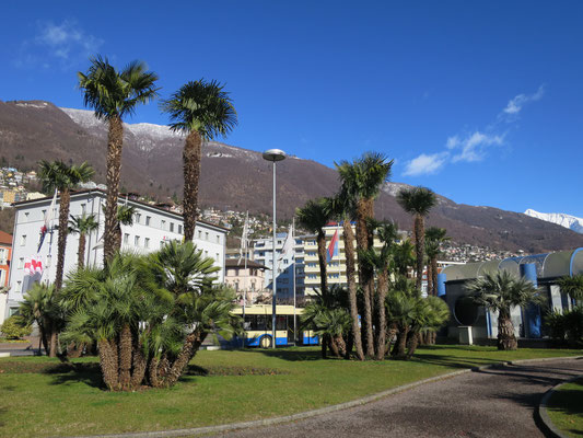 Trachycarpus fortunei (Tessinerpalme, Chinesische Hanfpalme) mit Chamaerops humilis var. humilis (Europäische Zwergpalme) als Unterbepflanzung im Tessin