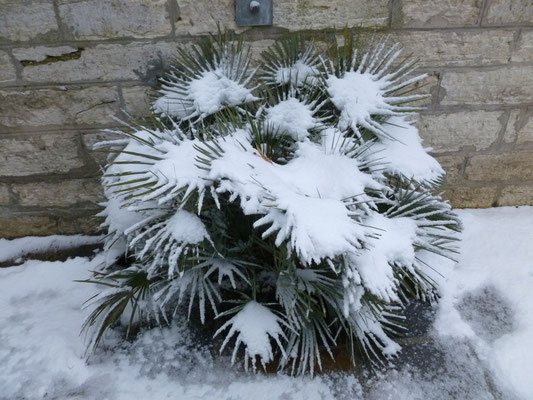 Chamaerops humilis var. cerifera im November 2012