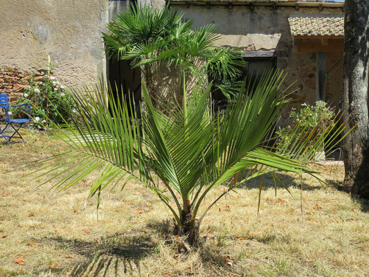 Jubaea chilensis