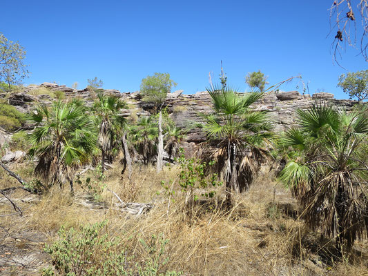 Livistona humilis, Sand Palm