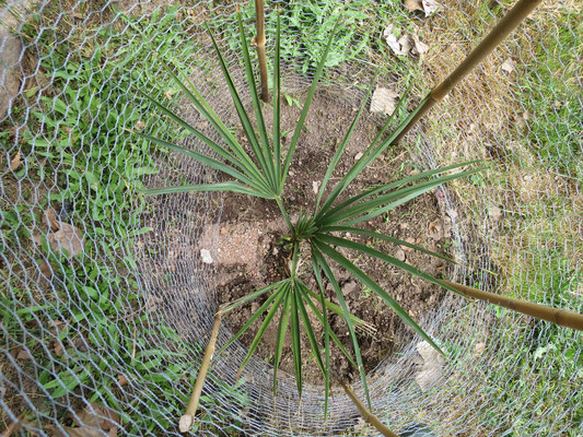 Sabal x brazoriensis