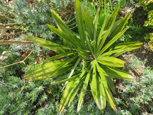 Rhapidophyllum hystrix, Nadelpalme, April 2015