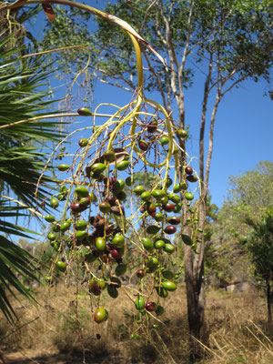 Fruchtstand von Livistona humilis, Sand Palm