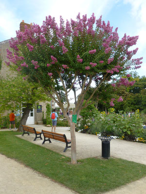 Lagerstroemia