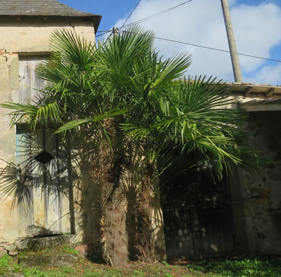 Trachycarpus fortunei (Chinesische Hanfpalme, Tessinerpalme)