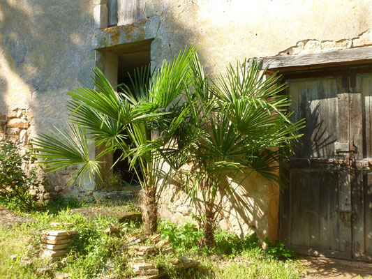 2x Trachycarpus fortunei im August 2013 (Wieder sehr gutes Wachstum)