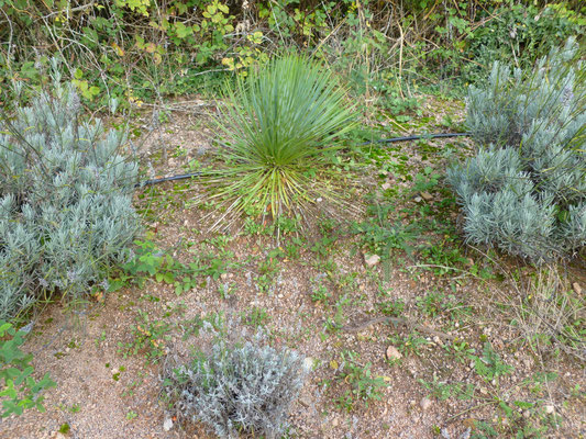 Yucca rostrata im Burgund, Oktober 2012