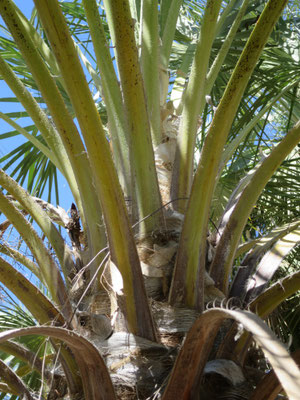 Livistona alfredii, Millstream palm, habitat