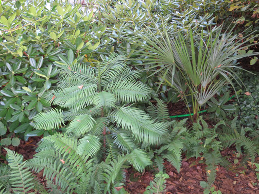 Trachycarpus oreophilus in Schaffhausen, September 2014