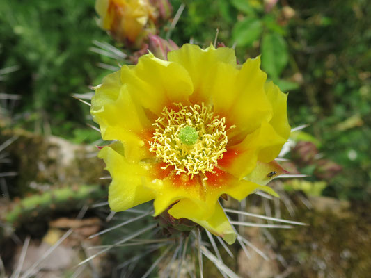 Opuntia phaeacantha var. camanchica