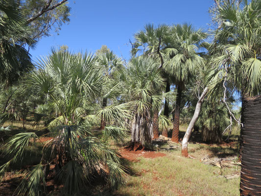 Livistona alfredii, Millstream palm, habitat