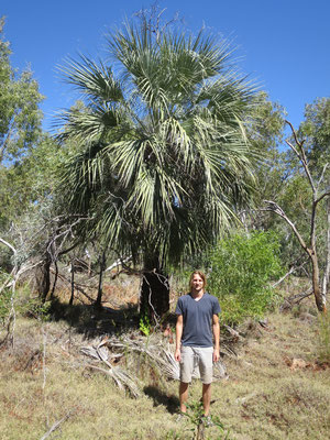 Livistona alfredii, Millstream palm, habitat