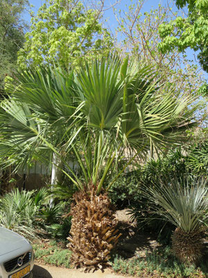 Sabal sp. in En Gedi, Israel