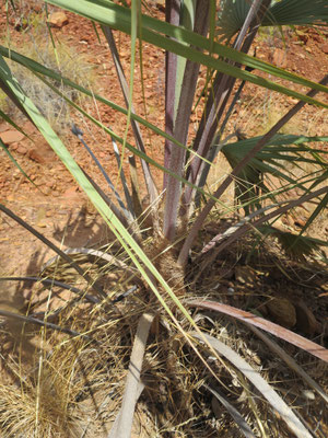 Livistona victoriae (Victoria River-Fächerpalme)