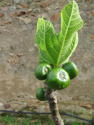 Feige, Ficus carica