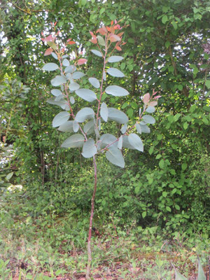 Eucalypts debeuzevillei, Schnee-Eukalyptus