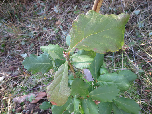 Quercus sp. (Immergrüne unbekannte Eiche aus Mexiko, ev. Q. rugosa oder Q. polymorpha)