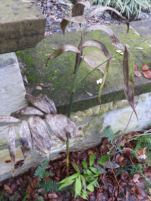 Chamaedorea microspadix im Februar 2014 mit erheblichen Schäden