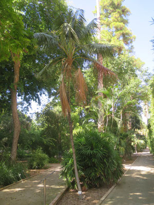 Howea forsteriana