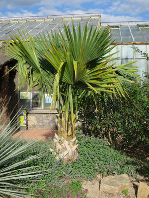 Sabal palmetto (Palmetto-Palme) im Botanischen Garten von Lyon