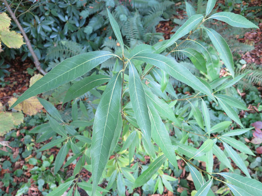 Quercus myrsinifolia, Oktober 2015