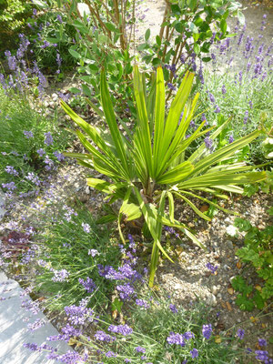 Rhapidophyllum hystrix, Nadelpalme, Juli 2013