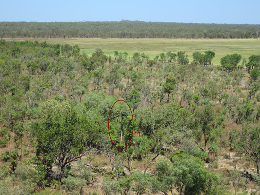 Hydriastele ramsayi in lockerem Eucalyptus-Bestand bei Ubirr