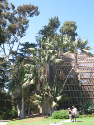 Howea forsteriana, Balboa Park, San Diego